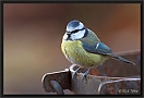 pimpelmees DSC_0374-01